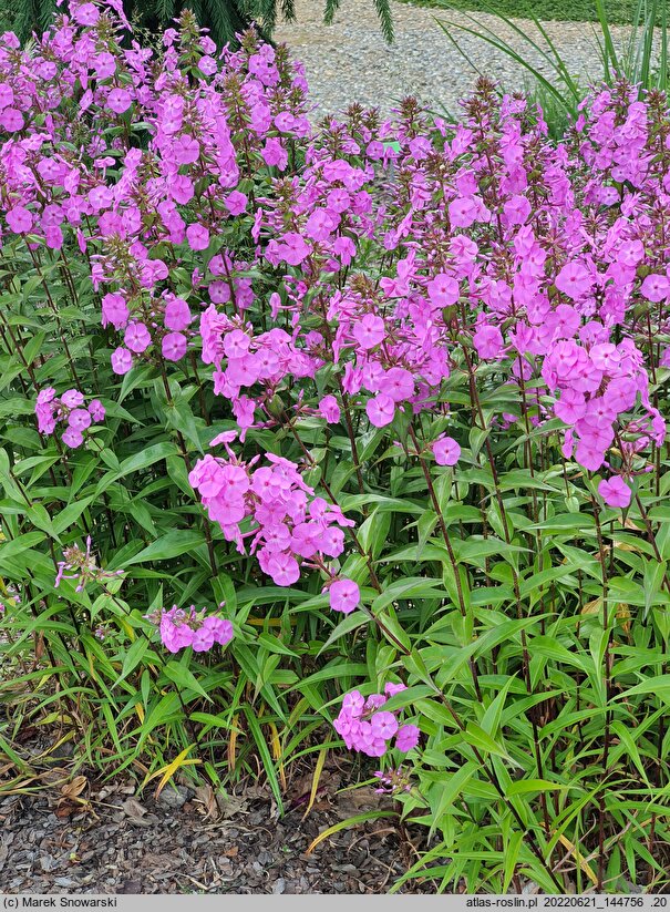 Phlox maculata Rosalinde
