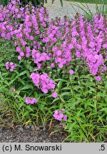 Phlox maculata Rosalinde