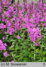 Phlox maculata Rosalinde