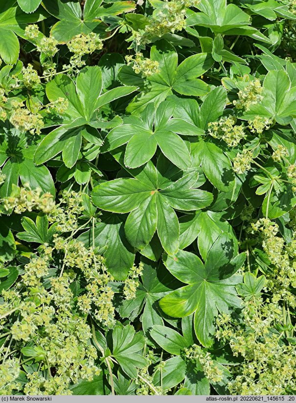 Alchemilla hoppeana (przywrotnik Hoppego)