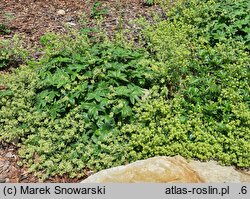Alchemilla hoppeana (przywrotnik Hoppego)