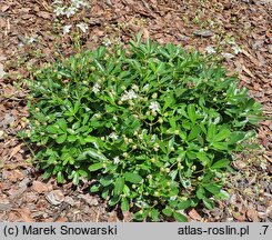 Potentilla tridentata Nuuk