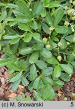 Potentilla tridentata Nuuk