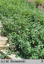 Symphoricarpos Arvid