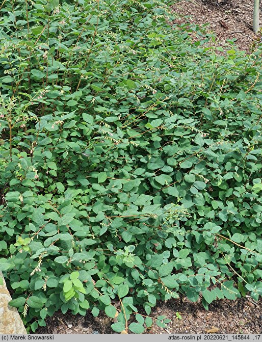 Symphoricarpos Arvid
