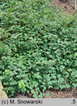 Symphoricarpos Arvid