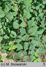 Symphoricarpos Arvid