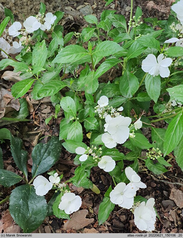 Hydrangea Runaway Bride Snow White