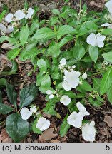 Hydrangea Runaway Bride Snow White