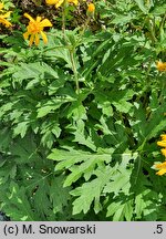 Ligularia japonica (języczka japońska)