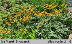 Ligularia japonica (języczka japońska)