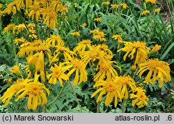 Ligularia japonica (języczka japońska)