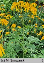 Ligularia japonica (języczka japońska)