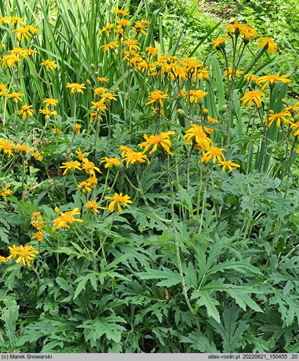 Ligularia japonica (języczka japońska)