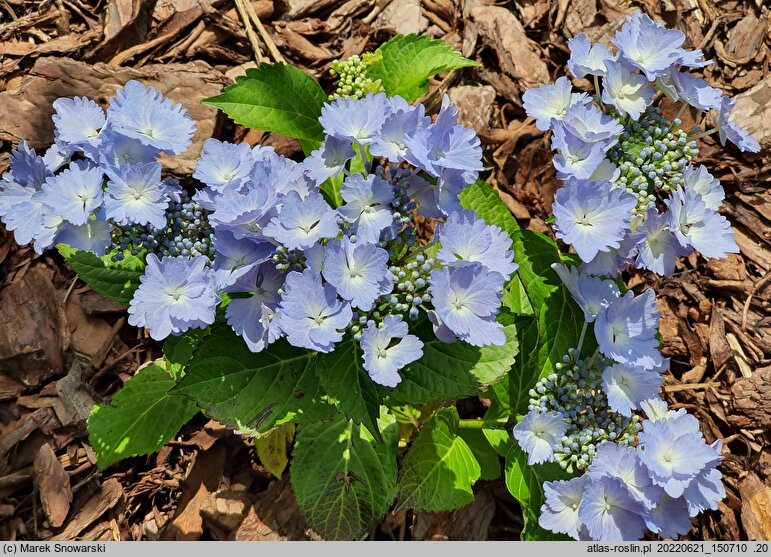 Hydrangea macrophylla Angel Wings