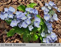 Hydrangea macrophylla Angel Wings