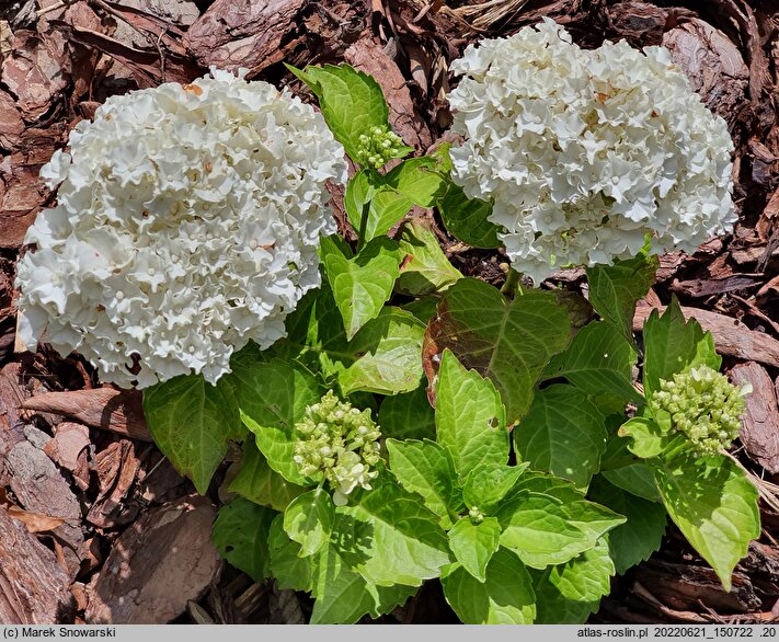 Hydrangea macrophylla White Caps