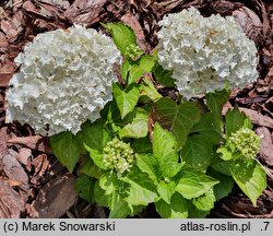 Hydrangea macrophylla White Caps