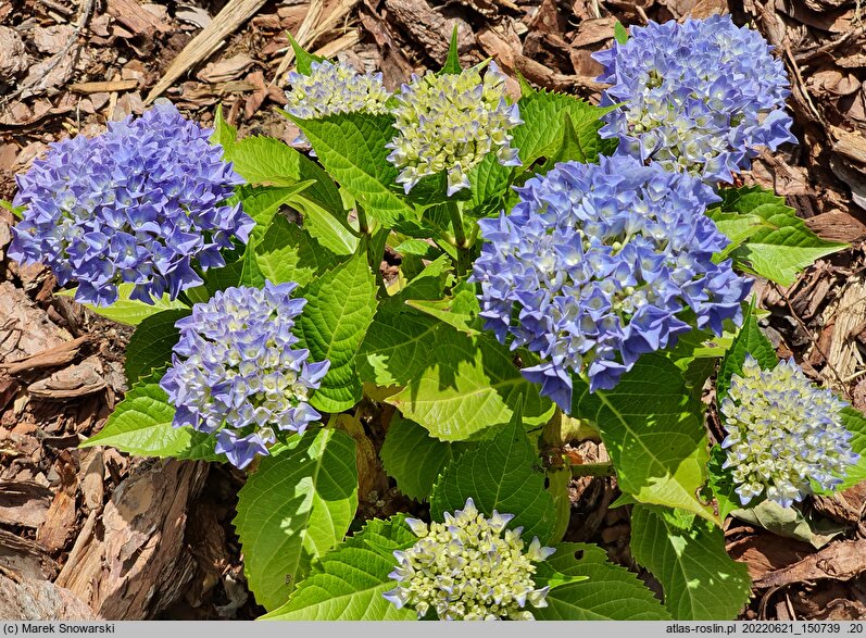 Hydrangea macrophylla Blue Ballad
