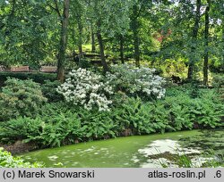 Rhododendron hemsleyanum (różanecznik Hemsley'a)
