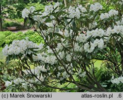 Rhododendron hemsleyanum (różanecznik Hemsley'a)