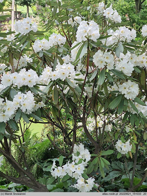 Rhododendron hemsleyanum (różanecznik Hemsley'a)