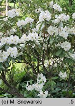 Rhododendron hemsleyanum (różanecznik Hemsley'a)