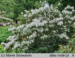 Rhododendron hemsleyanum (różanecznik Hemsley'a)