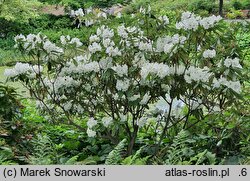 Rhododendron hemsleyanum (różanecznik Hemsley'a)
