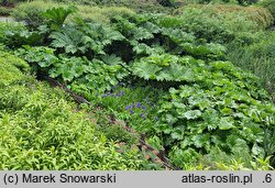Gunnera manicata (gunnera olbrzymia)