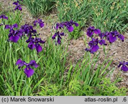 Iris ensata Aiogata
