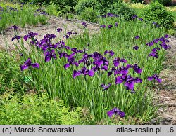 Iris ensata Aiogata