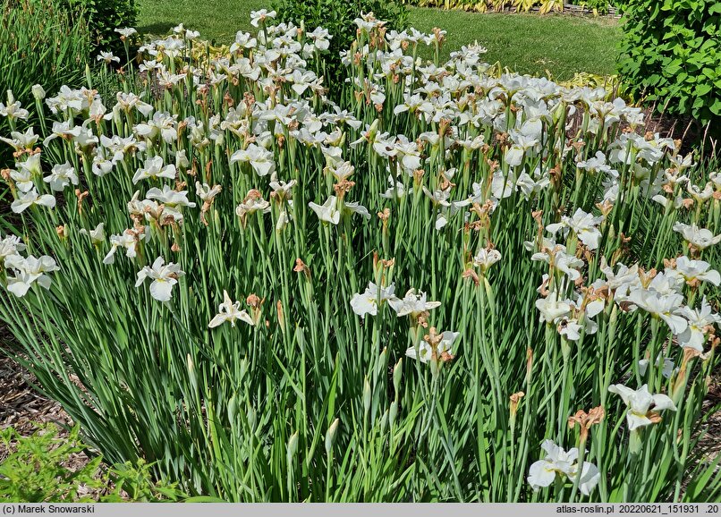 Iris sibirica Bridal Jig