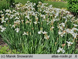 Iris sibirica Bridal Jig