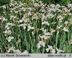 Iris sibirica Bridal Jig