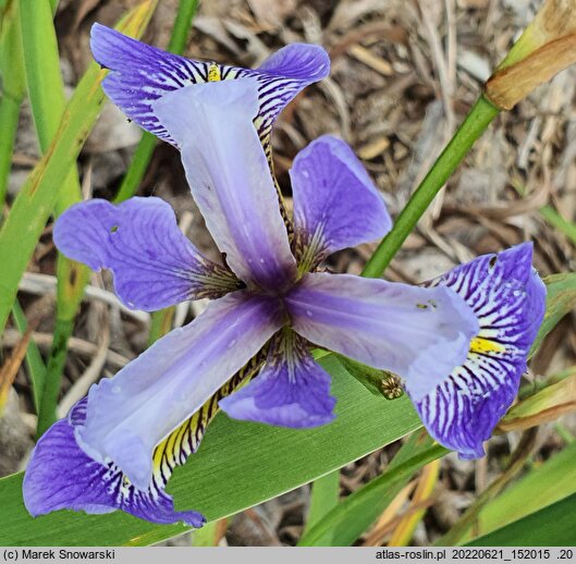 Iris hort. Jezioro Trzech Rzek