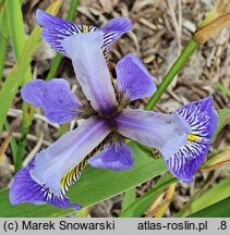 Iris hort. Jezioro Trzech Rzek