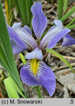 Iris hort. Jezioro Trzech Rzek