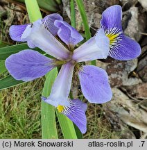 Iris hort. Jezioro Trzech Rzek