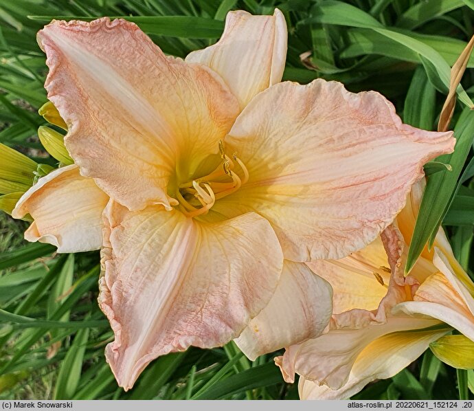 Hemerocallis ×hybrida Dawn Time