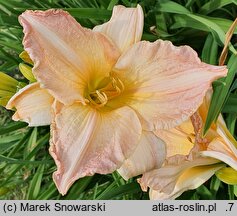 Hemerocallis ×hybrida Dawn Time