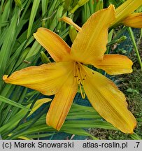 Hemerocallis ×hybrida Wau-bun