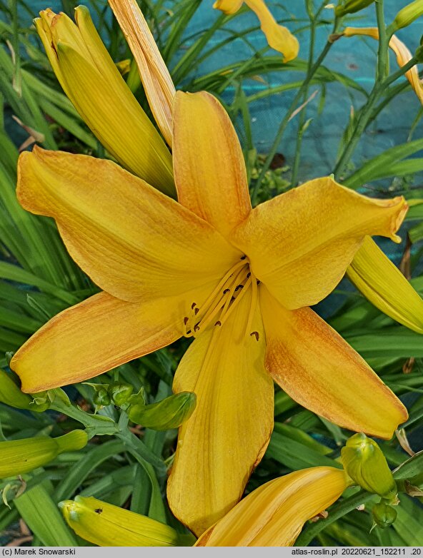 Hemerocallis ×hybrida Wau-bun