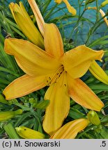 Hemerocallis ×hybrida Wau-bun