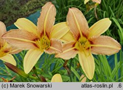 Hemerocallis ×hybrida Symphony