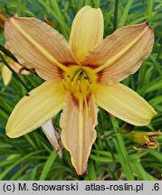 Hemerocallis ×hybrida Symphony