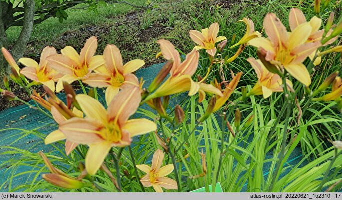 Hemerocallis ×hybrida Symphony