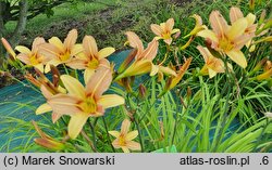 Hemerocallis ×hybrida Symphony