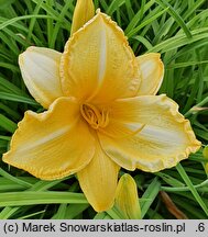 Hemerocallis ×hybrida Golden Firefly