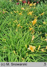 Hemerocallis ×hybrida Golden Firefly